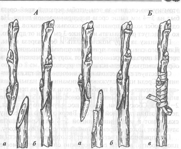 Прививка мостиком на яблоне