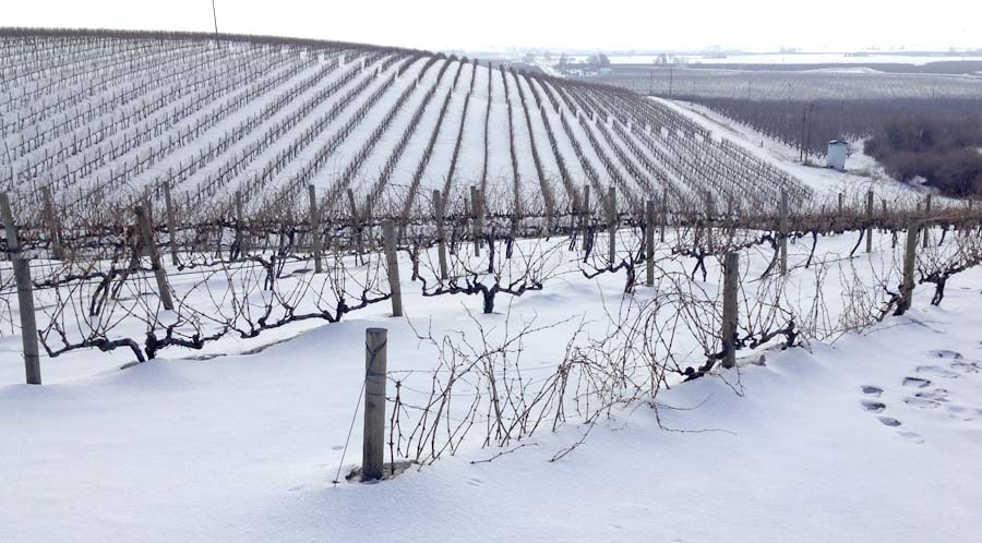 vineyard-snow