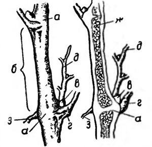 the structure of the annual vine